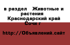  в раздел : Животные и растения . Краснодарский край,Сочи г.